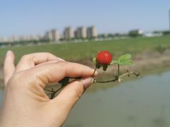 -鸣鹤古镇
