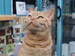 -喵屿·大理花园猫咖