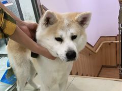 -宠福鑫康馨动物医院·骨科·眼科