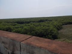 -北海金海湾红树林生态旅游区