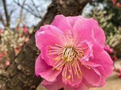-梅花山(明孝陵内)