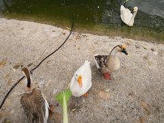 -北京鹿世界主题园