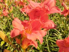 -汉长安城未央宫国家考古遗址公园