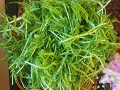 相思菜-香丽缘饭馆(黑龙潭店)