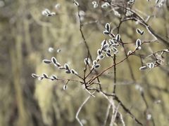 -白马王朗自然风景区