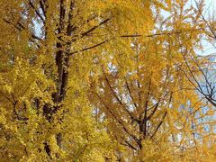 -四川大学(华西校区)