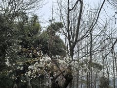 -凤栖山