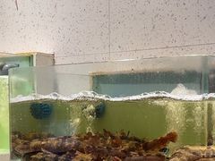 -至尊鲨鱼·原烹海鲜·新浙菜(拱宸桥店)
