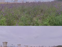 -光明小镇欢乐田园