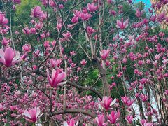 -重庆市江北嘴中央商务区中央公园