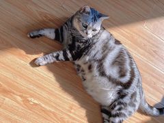 -纳吉亚猫专科动物医院·北北分院