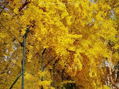 -三里屯东五街银杏大道