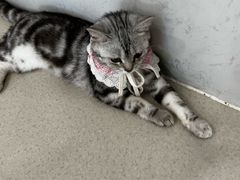 -共舞时光猫咖·狗咖(新街口店)