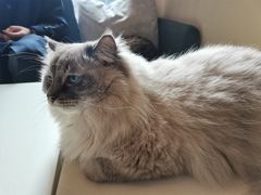 -滚猫咖啡·猫咖·猫友好撸猫(未来城店)