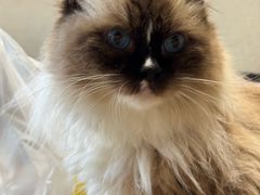 -藏猫猫咖啡主题馆(中央大道店)