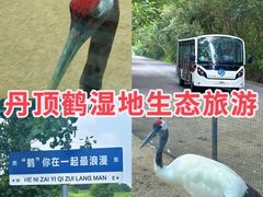 -盐城丹顶鹤湿地生态旅游区