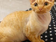 -纳吉亚猫专科动物医院(康都外科中心)