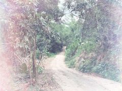 -彩虹桥宠物火化殡葬善终服务(金乐大厦店)