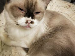 -猫色咖啡·猫咖