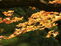 -丹东天桥沟景区