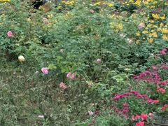 -都江堰玫瑰花溪谷