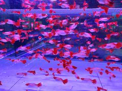 -中环花鸟鱼虫市场