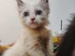 -楼上猫咖(罗湖店)