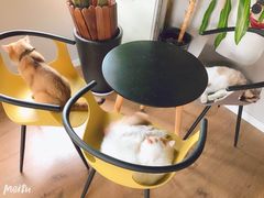 -东方名猫馆·英短金渐层布偶猫舍(环线广场1号楼店)