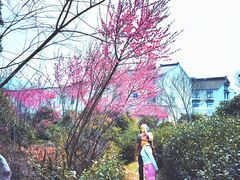 -香雪海