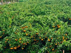 -前小桔亲子创意农场·草莓采摘·露营烧烤