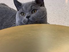 -飞行喵MR PILOT|猫舍·猫咖(静安大融城店)