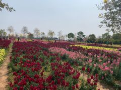 -天适樱花悠乐园