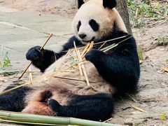 -中国大熊猫保护研究中心雅安碧峰峡基地