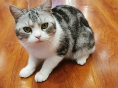 -猫小院猫主题咖啡厅(北锣店)