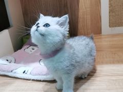 -老吴的猫·猫舍(新区店)