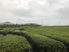 -雪绿茶博物馆