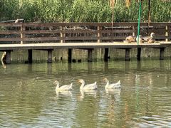 -溱湖国家湿地公园