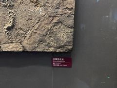 -贝林大翅鲸简餐厅(国家海洋博物馆店)