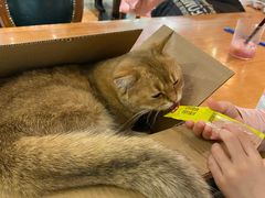 -猫小院猫主题餐厅(三里屯店)