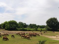 -北京麋鹿生态实验中心