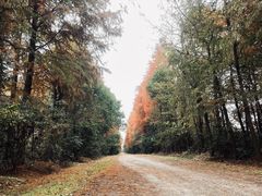 -上海海湾国家森林公园