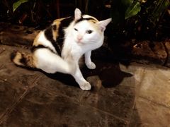 -芭提雅Amporn Seafood自助餐厅