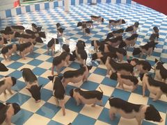 -百万葵园