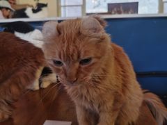-猫小院猫主题餐厅(南锣旗舰店)