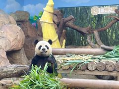 -广州长隆国际大马戏