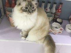 -喵的天空名猫咖啡馆·撸猫·猫舍·用品