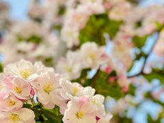 -海棠花溪(元大都城垣遗址公园)