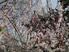 -桃花堤公园