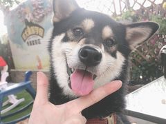 -柴犬高等学院·狗咖·柴犬售卖·宠物训练