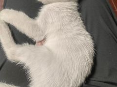 -佳雯宠物医院(四明中路分院)